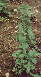 
Herbs (this one is spearmint) can be a source of home remedies, delicious teas, fresh spices, or even the basis of a profitable bootstrap business. Our seminar on the subject will have your windowsill or garden green in no time!
